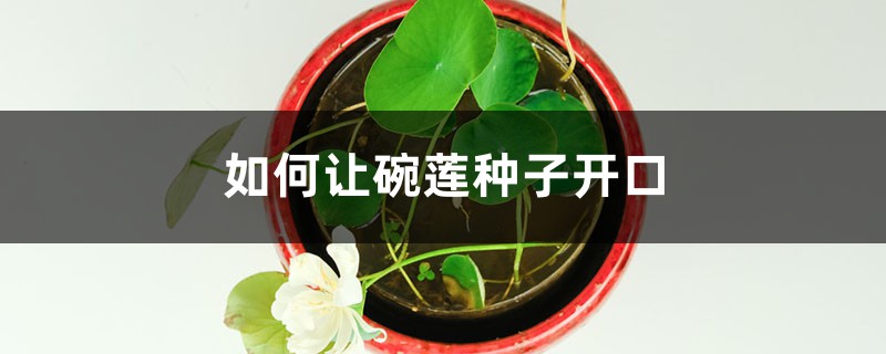 如何让碗莲种子发芽(碗莲种子几天发芽)