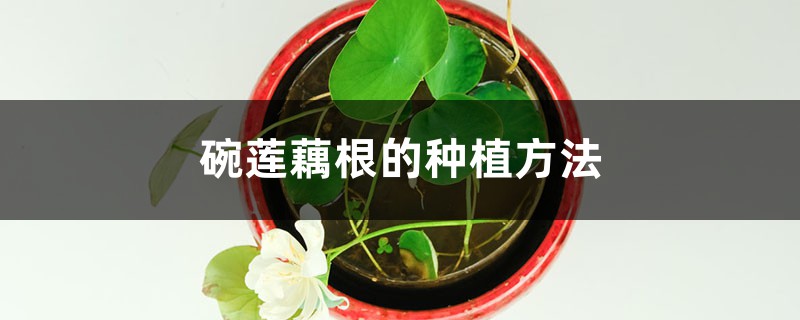 碗莲藕根种植方法图解(碗莲藕根的种植方法)