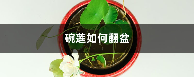 碗莲几月份翻盆(碗莲如何翻盆)