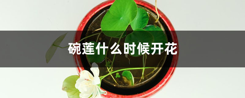 怎样种植碗莲才能开花(碗莲从种植到开花需要多长时间)