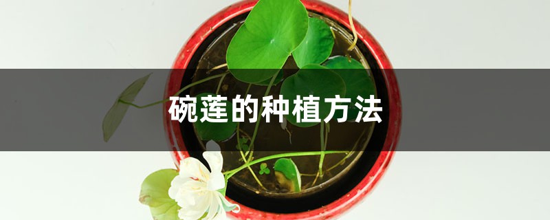 碗莲的种植方法水培水深多少(碗莲的正确养法)