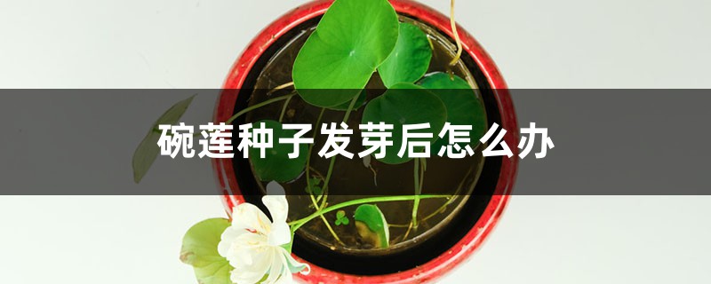 碗莲种子发芽后怎么办