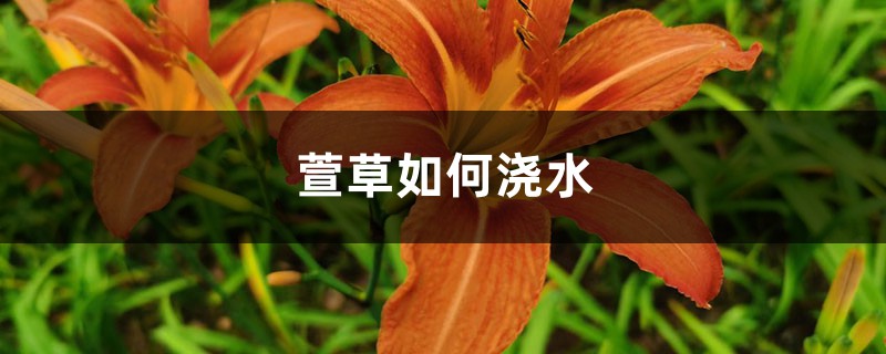 萱草花浇水(萱草花浇水的管理)