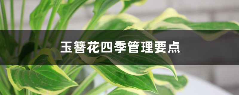 玉簪花四季管理要点(玉簪花四季管理要点)