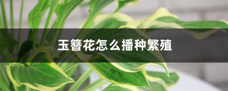 玉簪花播种方法(玉簪花种子播种方法(图))