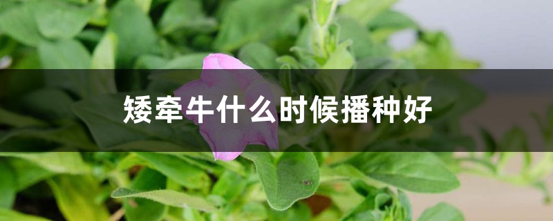 矮牵牛什么时候开花(矮牵牛9月播种什么时候开花)