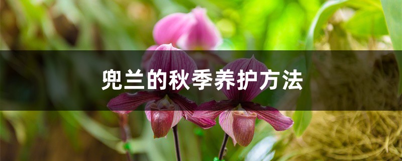 兜兰的养护技巧(细叶兜兰的养护与管理)