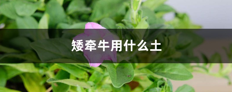 矮牵牛用什么土种植更好(矮牵牛用什么土更好?)