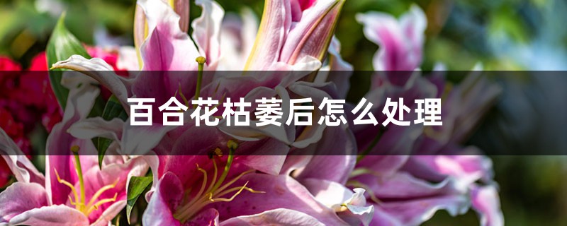 百合花枯萎后怎么处理