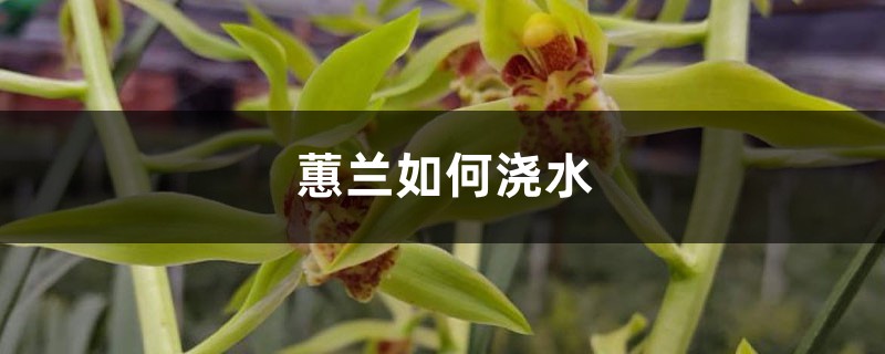 花蕙兰浇水的正确方法(给花浇水的正确方法)