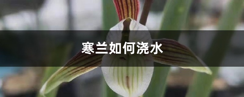 如何区分寒兰(怎么区分细叶寒兰)