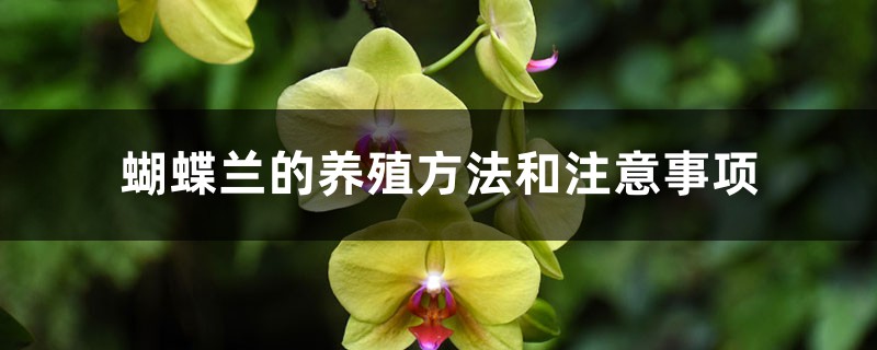 蝴蝶兰的养殖方法和浇水(蝴蝶兰开完花后怎么处理方法)