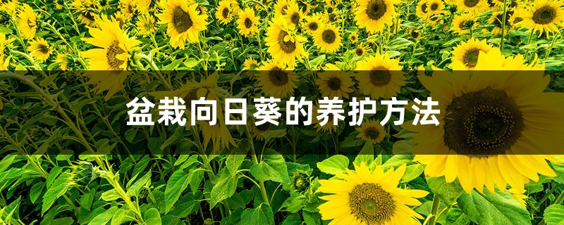 盆栽向日葵的养护方法