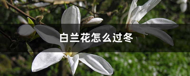 白兰花冬天怎么养才能安全过冬?(白兰花冬天怎么养才能安全过冬)