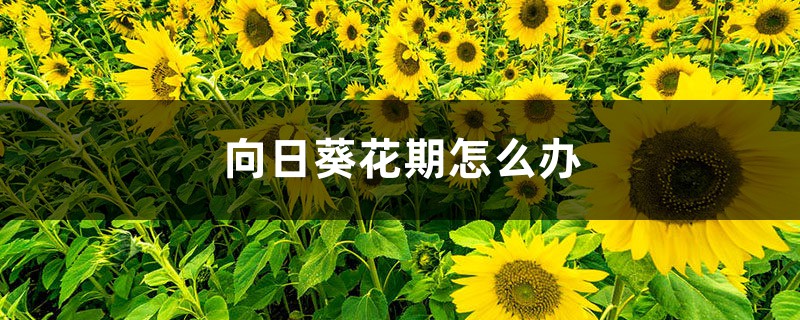 向日葵的花期是什么时候开放的(温榆河公园向日葵花期到什么时候)