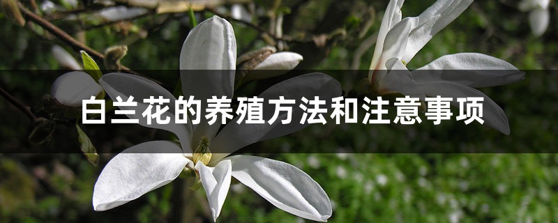 白兰花的养殖方法和注意事项