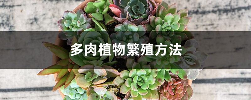 多肉植物繁殖方法视频(多肉植物怎么扦插繁殖)