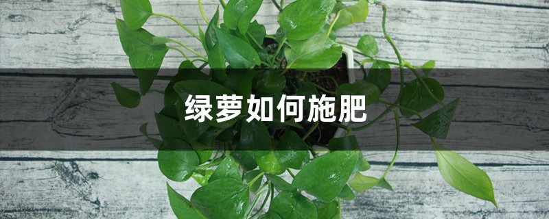 绿萝施肥怎么施(绿萝上什么肥料长得又肥又大)